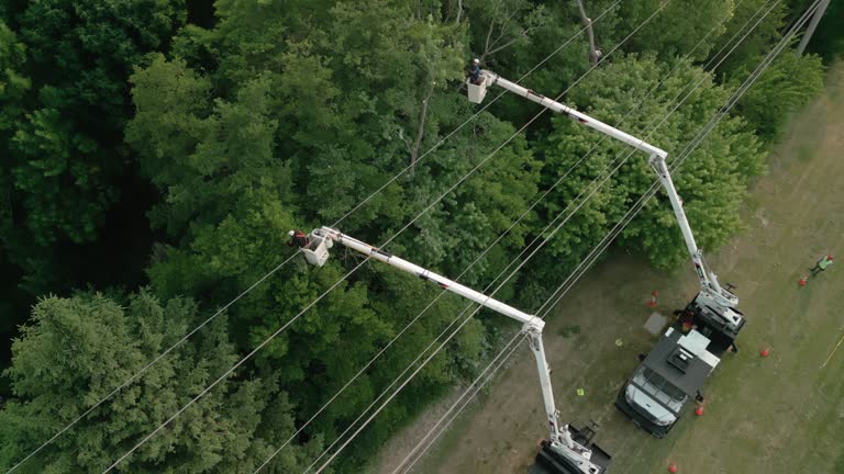 How Our Tree Care Process Works  in  Humboldt Hill, CA